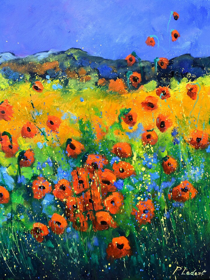 Red poppies in Provence 66