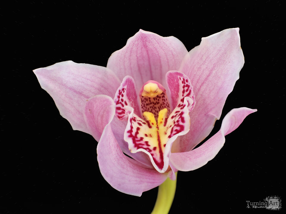 Pink Orchid