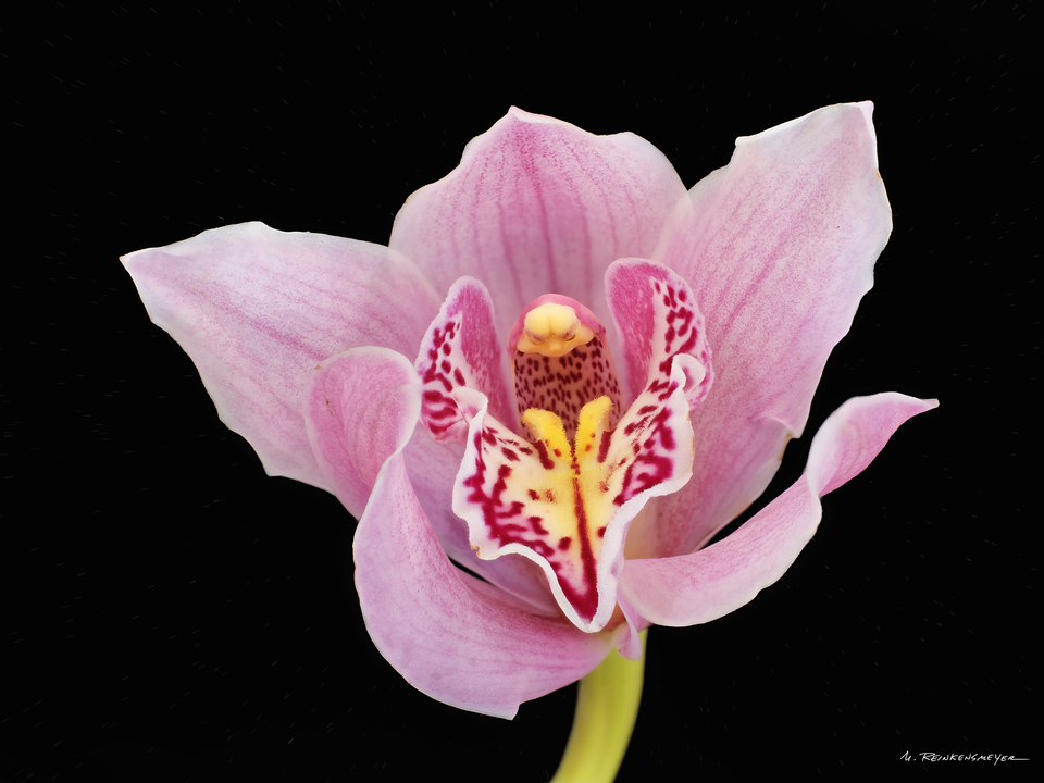 Pink Orchid