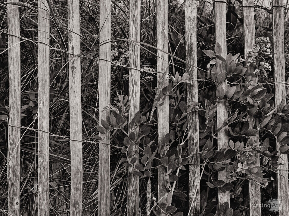 Cape Cod Dune Fence