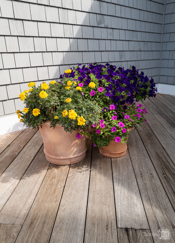 Autumn Flowers on Cape Cod