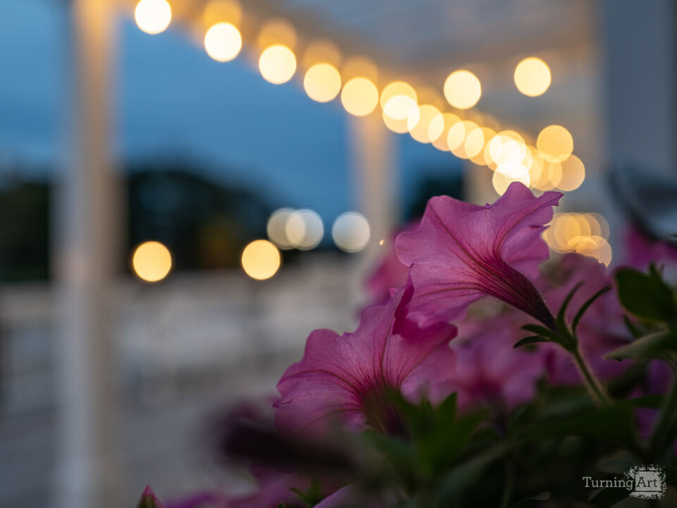 Petunias, Cape Cod Massachusetts