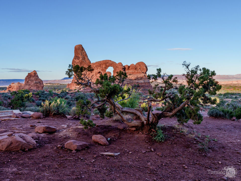 Turret Arch And A Twisted Juniper