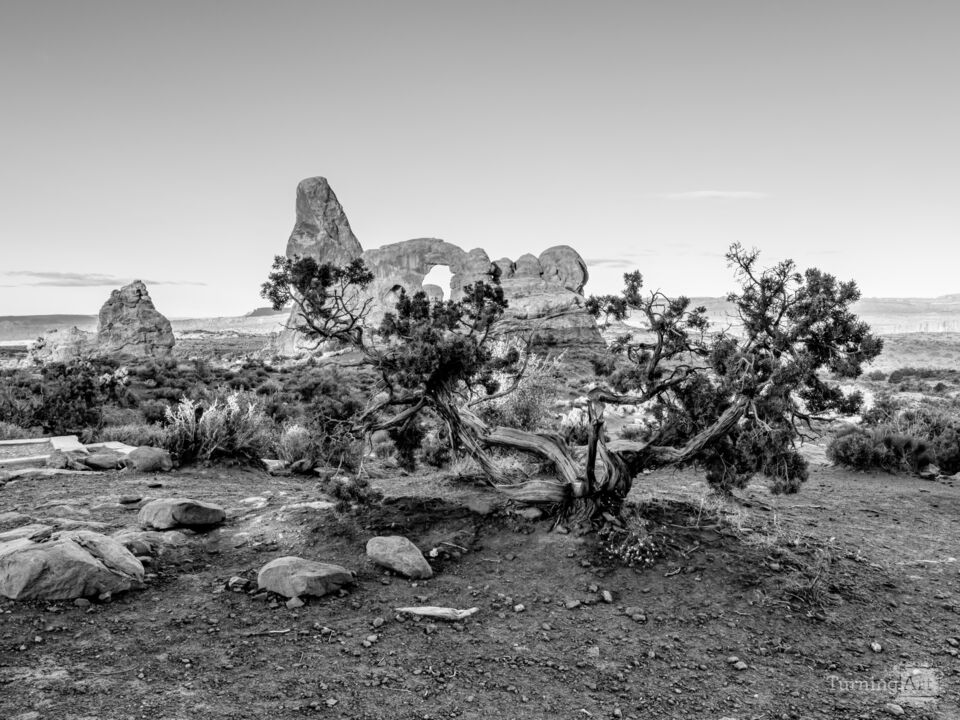 Turret Arch And A Twisted Juniper Grayscale