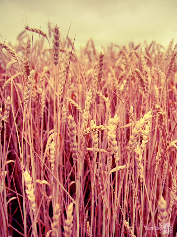 Wheat