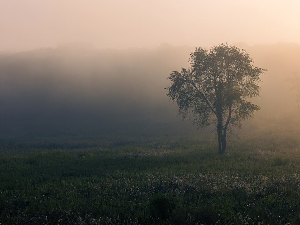 Ice Age Morning Mist