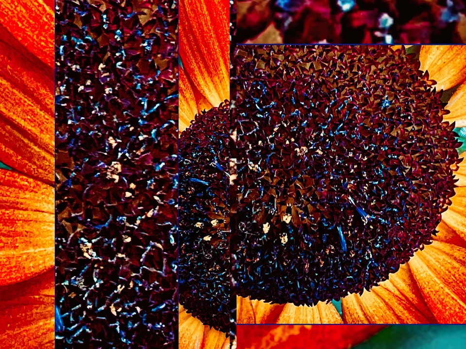 Tufts Iridescent Sunflower I