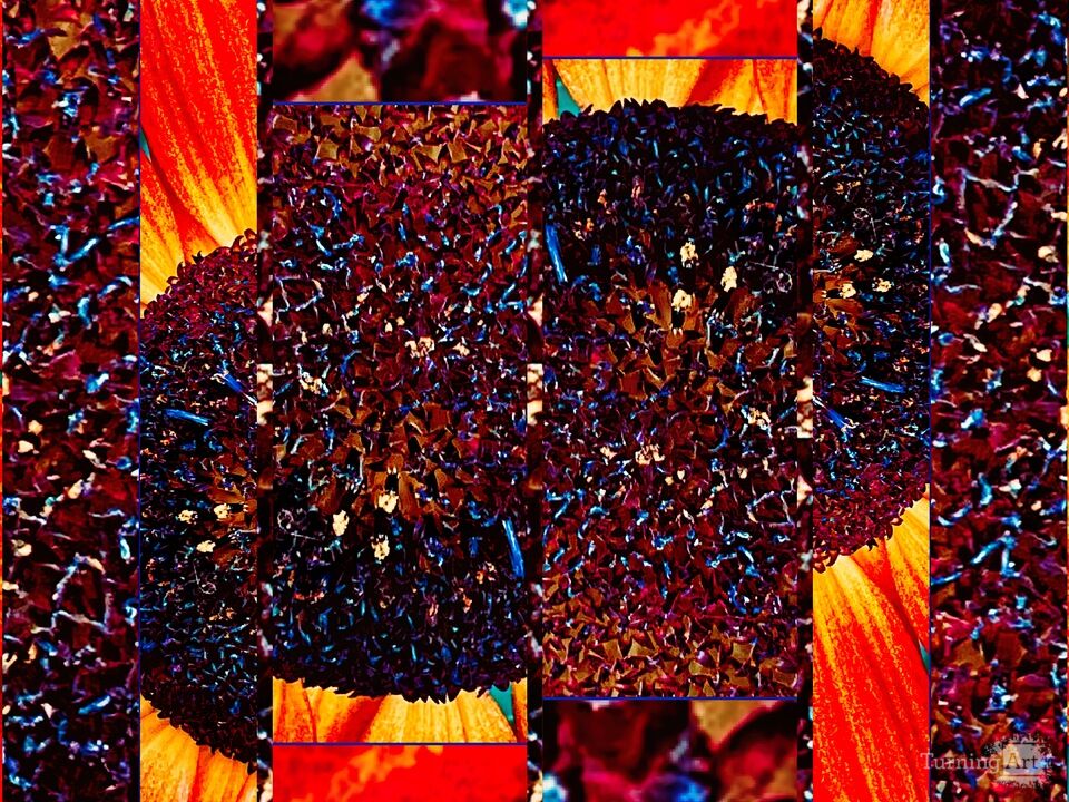 Tufts Iridescent Sunflower II