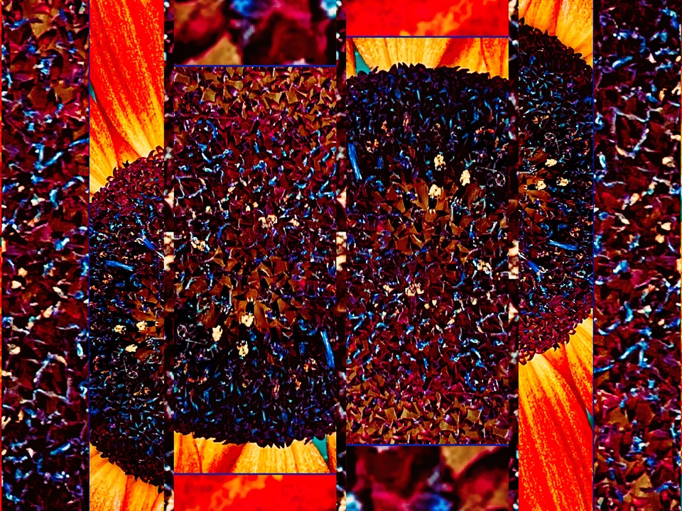 Tufts Iridescent Sunflower II