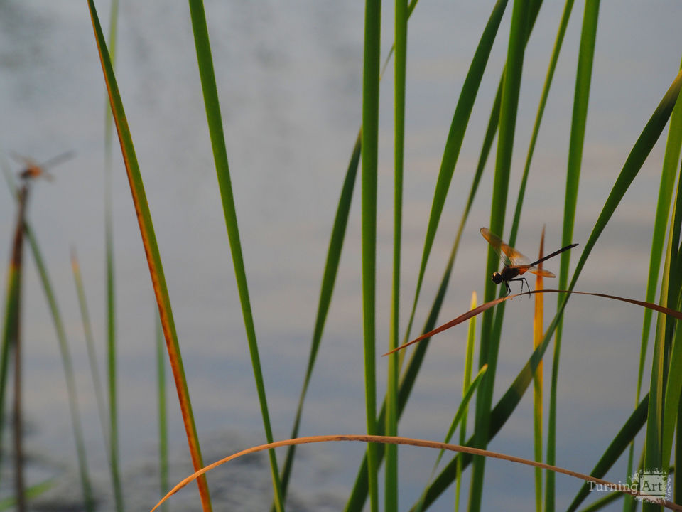 Dragonfly Grass
