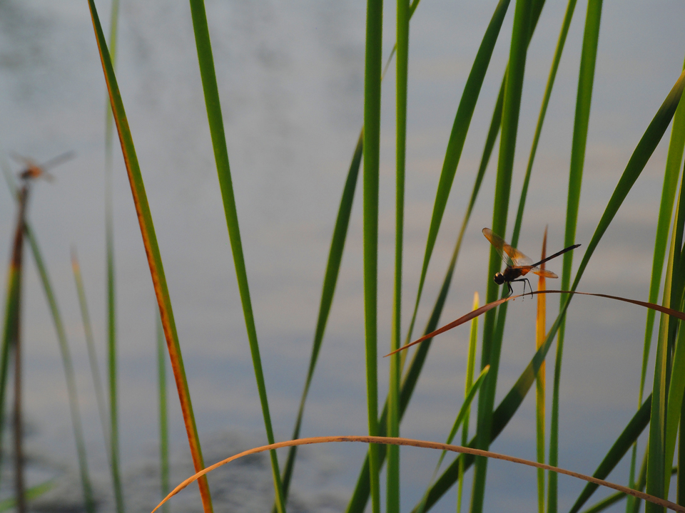 Dragonfly Grass