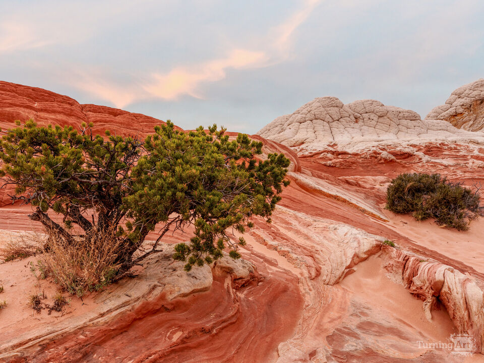 Juniper Growing In White Pocket