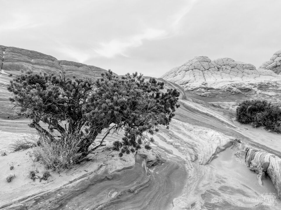 Juniper Growing In White Pocket Grayscale