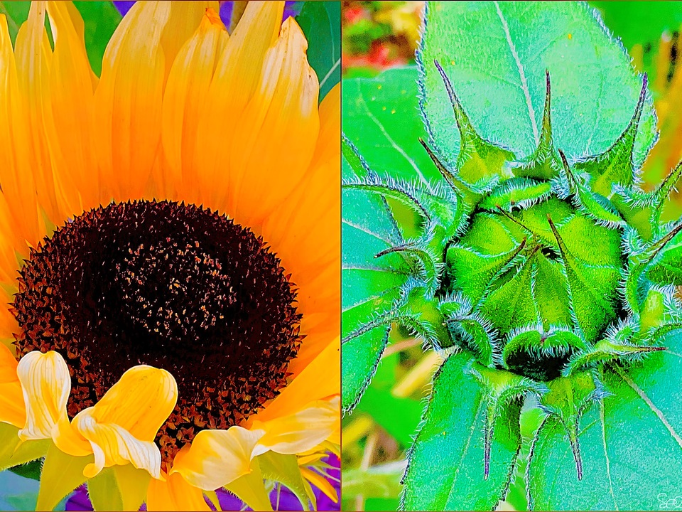 A Blooming Sunflower