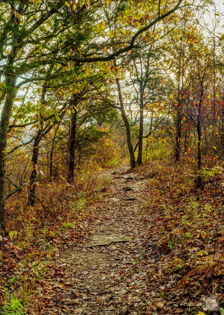Golden Autumn Morning Woody Hike