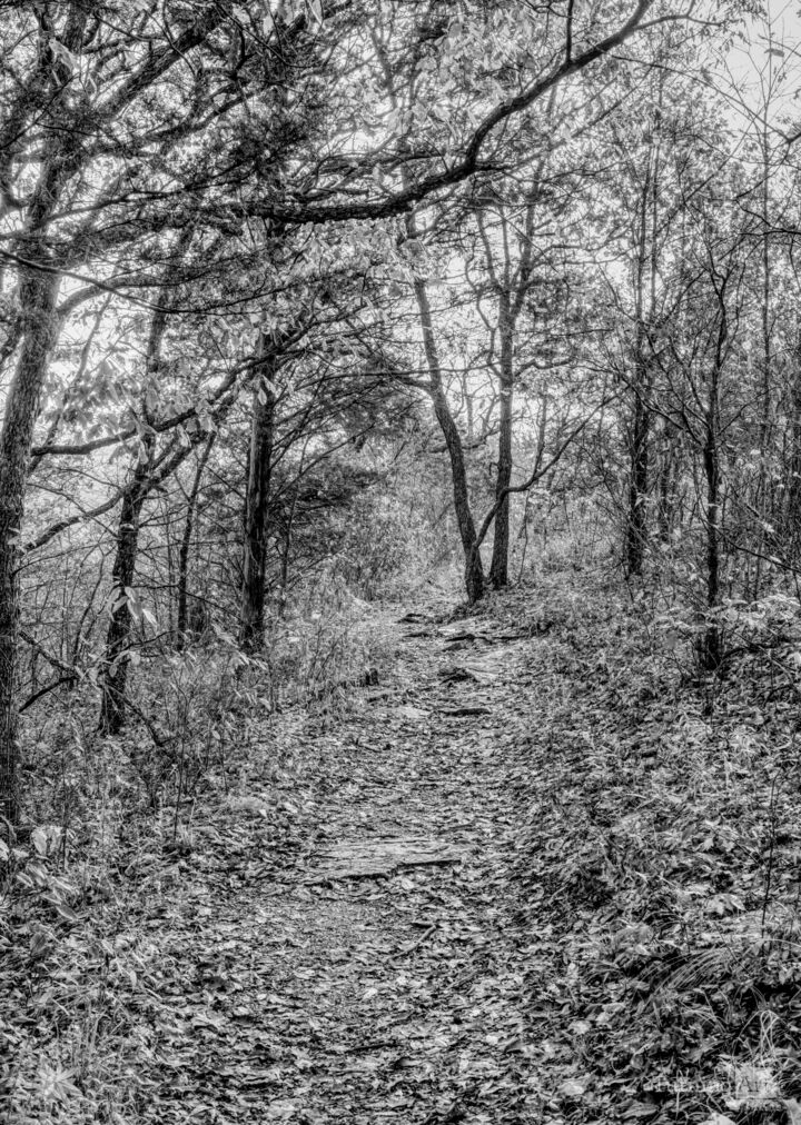 Autumn Morning Woody Hike Grayscale
