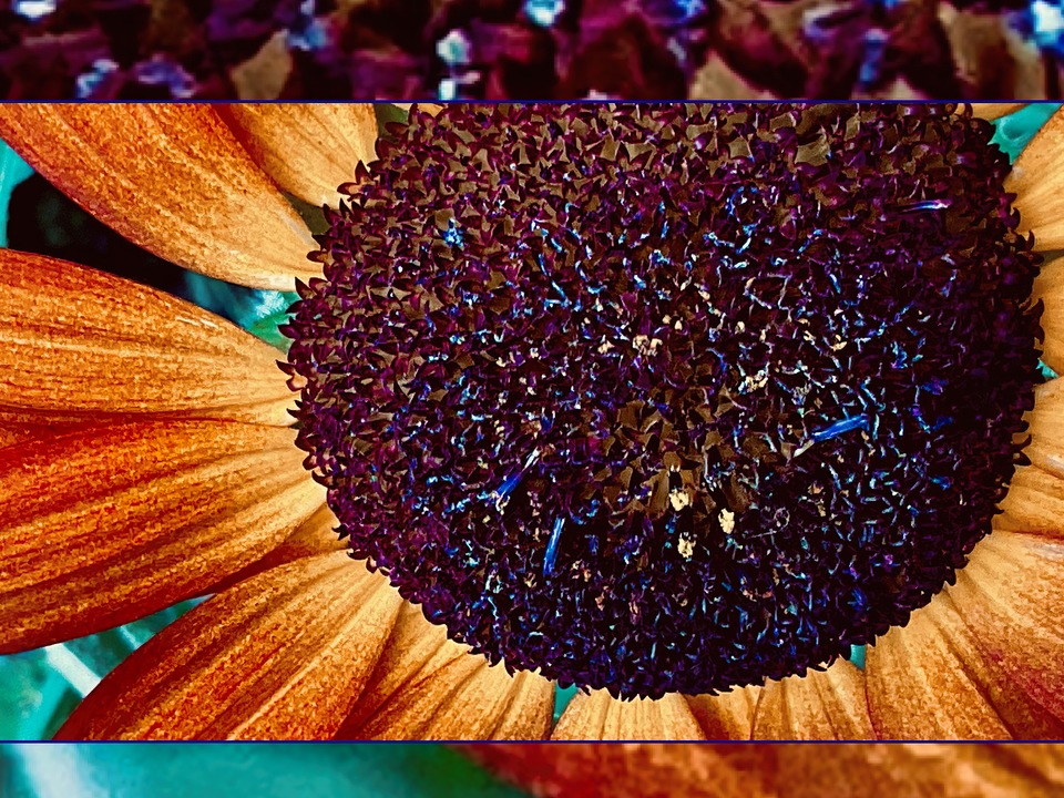 Autumn Sunflower II