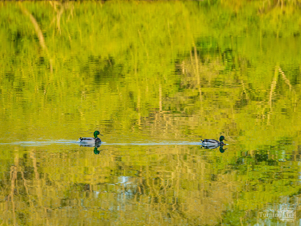 Floating through the reflections