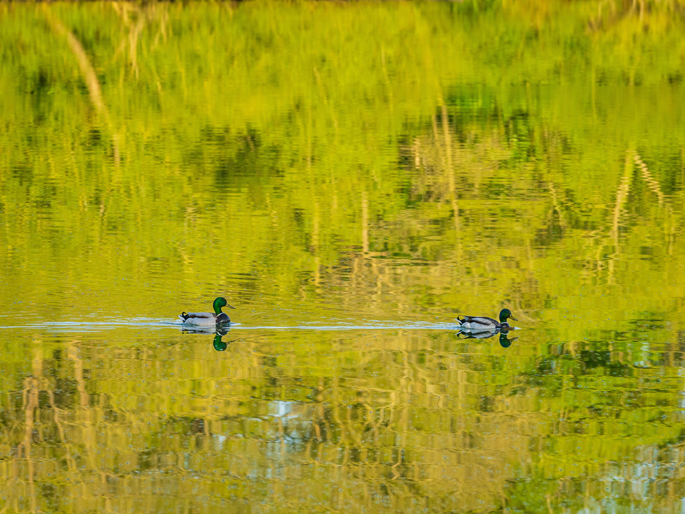 Floating through the reflections