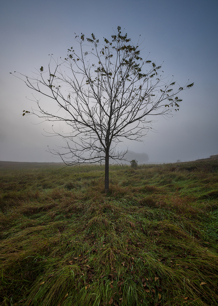 Mist Lone Tree