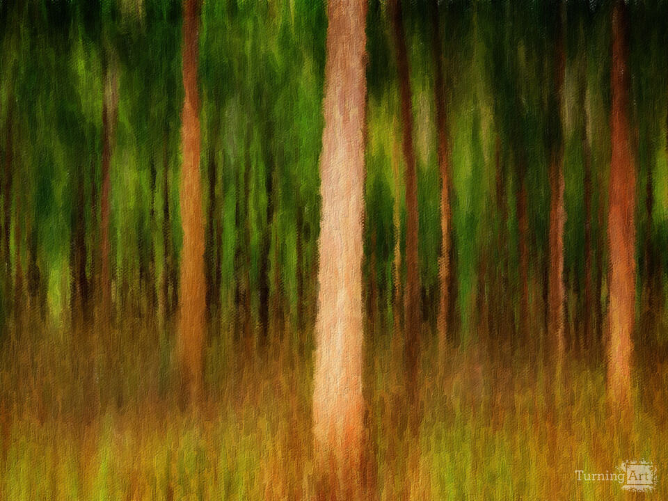 Mysterious Mahogany Forest on Kauai