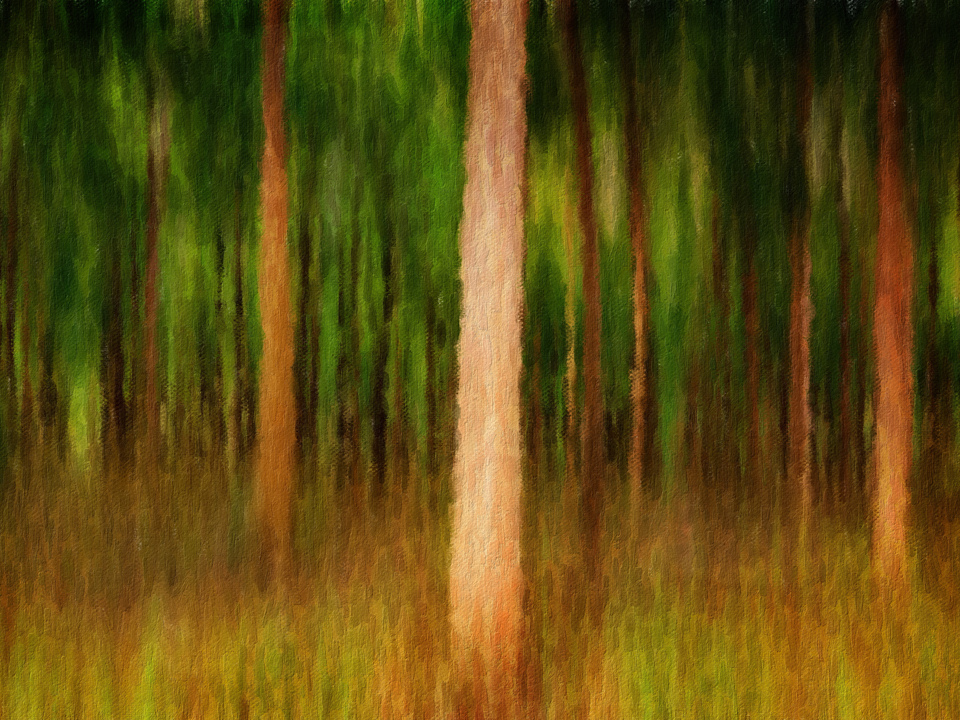 Mysterious Mahogany Forest on Kauai