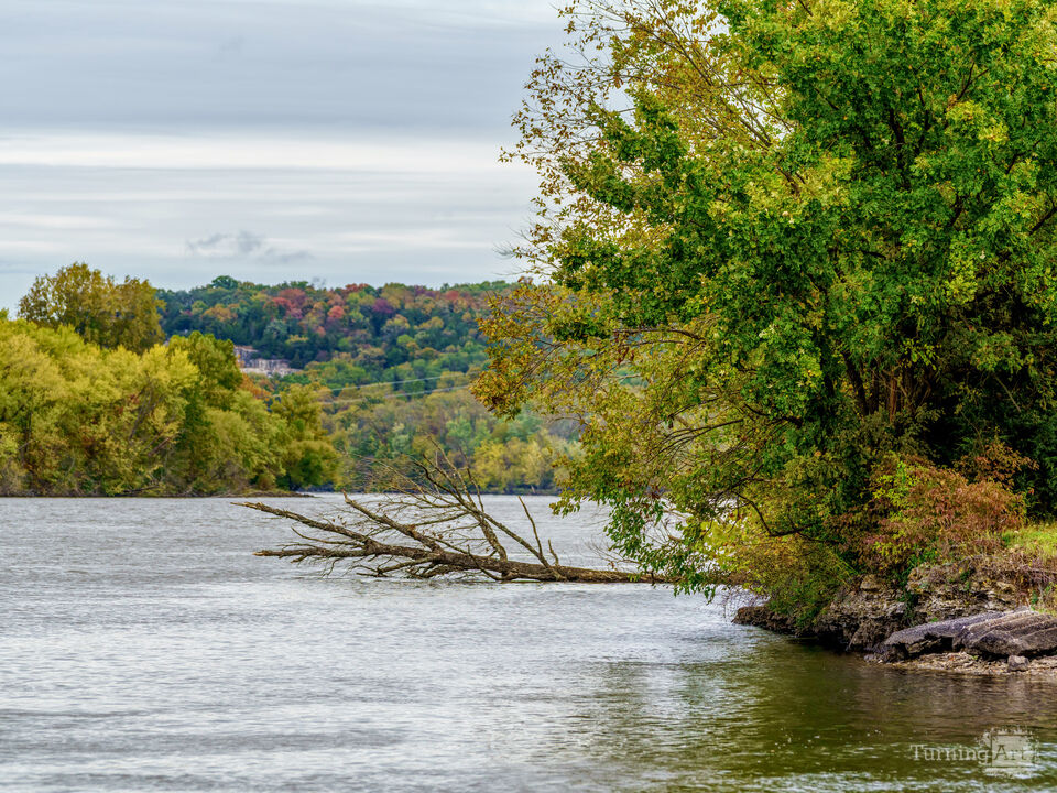 Truman Lake Fallen Tree