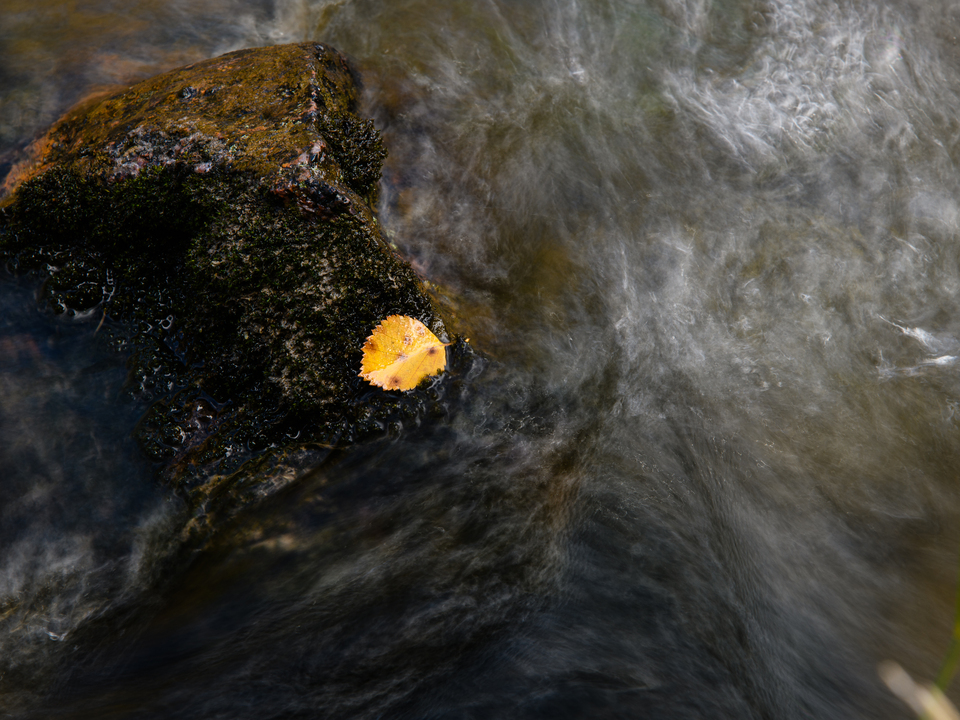 Leaf in the water
