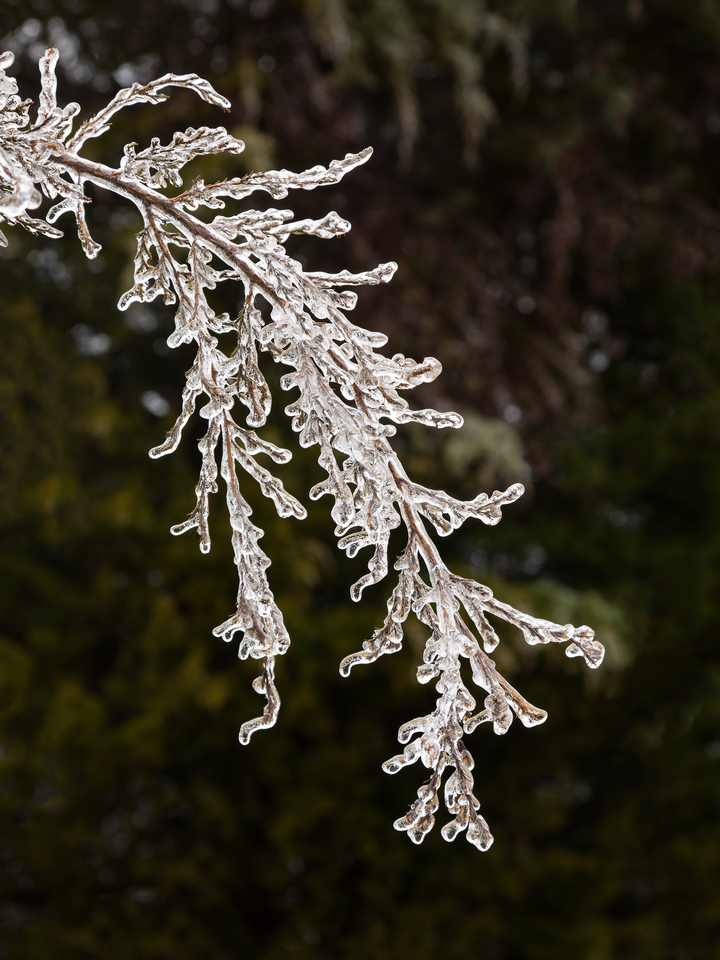 Icy branches