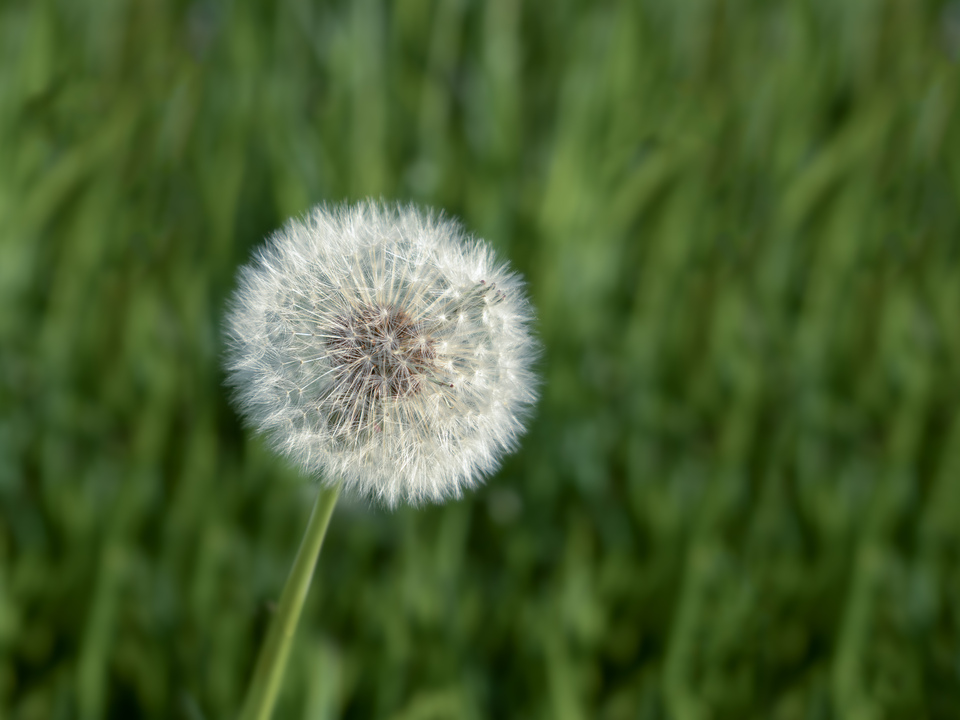 Dandelion splendor