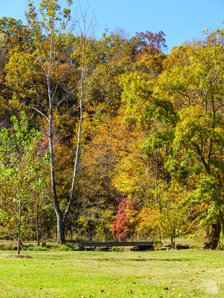 Fall Is In The Trees Vertical