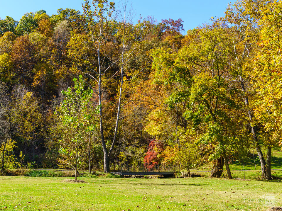 Fall Is In The Trees