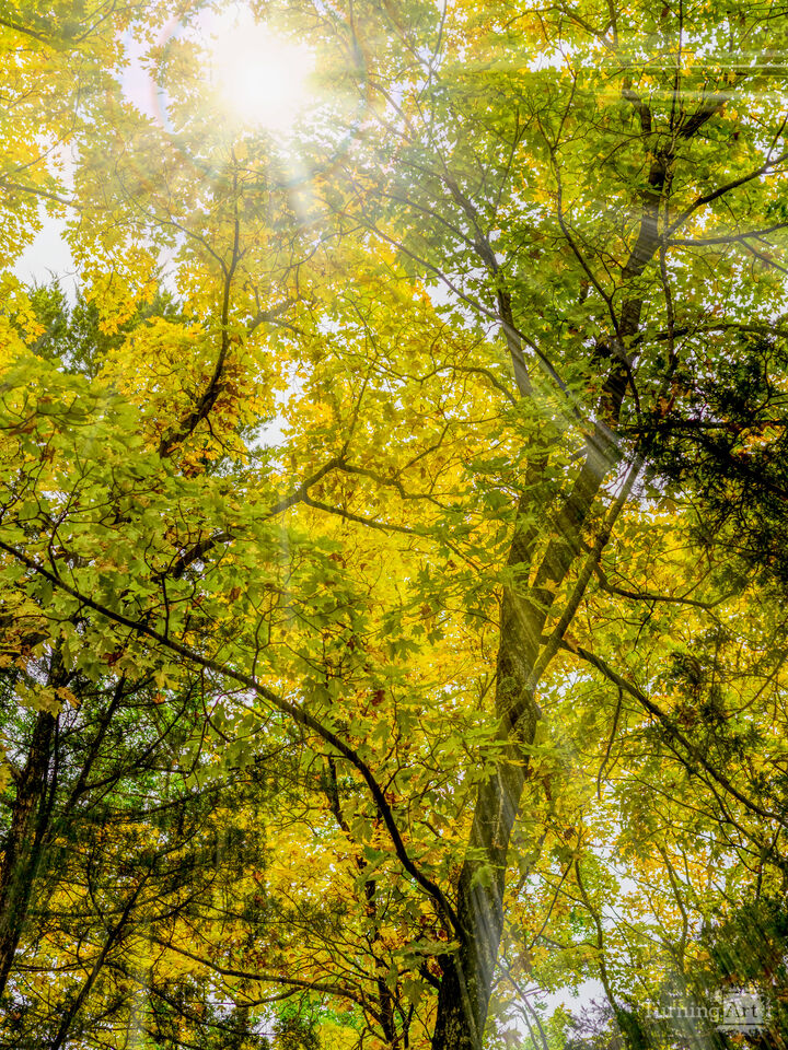 Autumn Light Through Golden Foliage