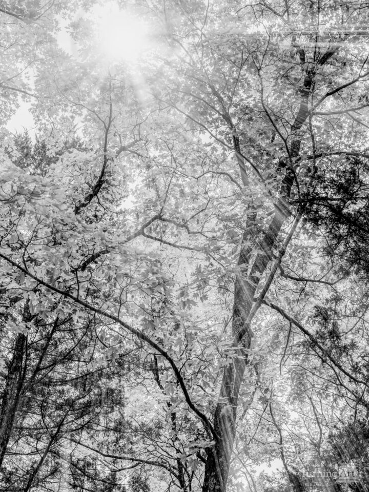 Autumn Light Through Foliage Grayscale