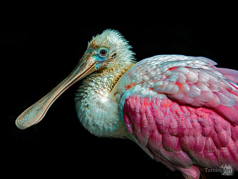 Roseate Spoonbill