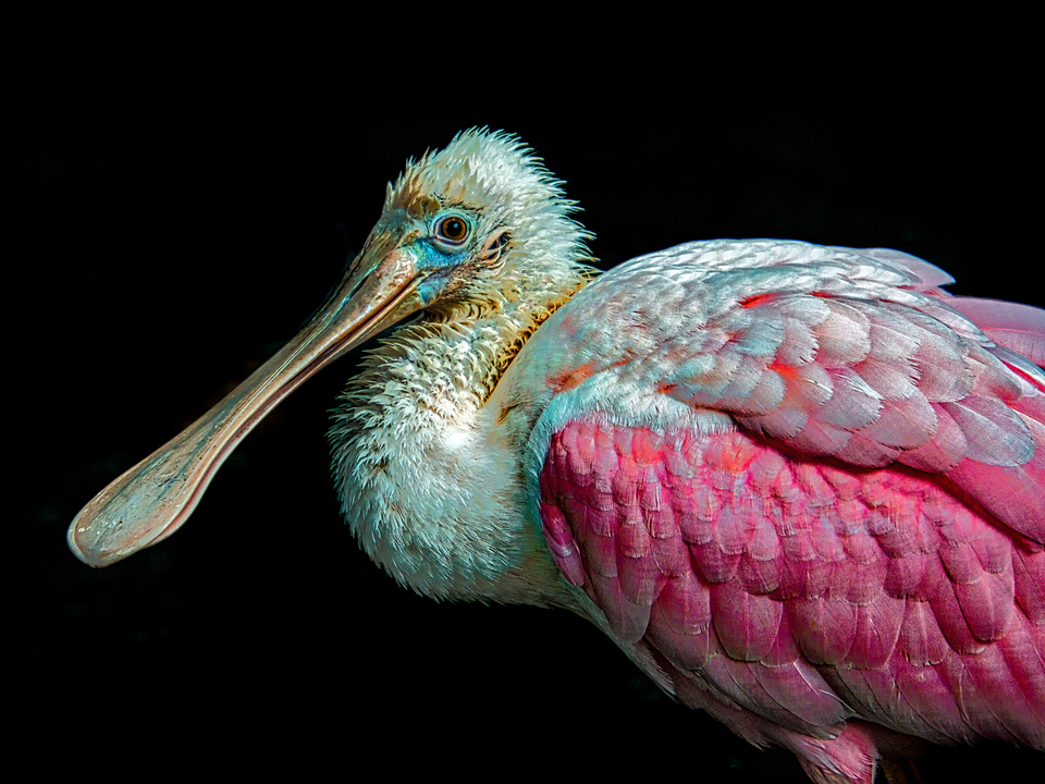 Roseate Spoonbill