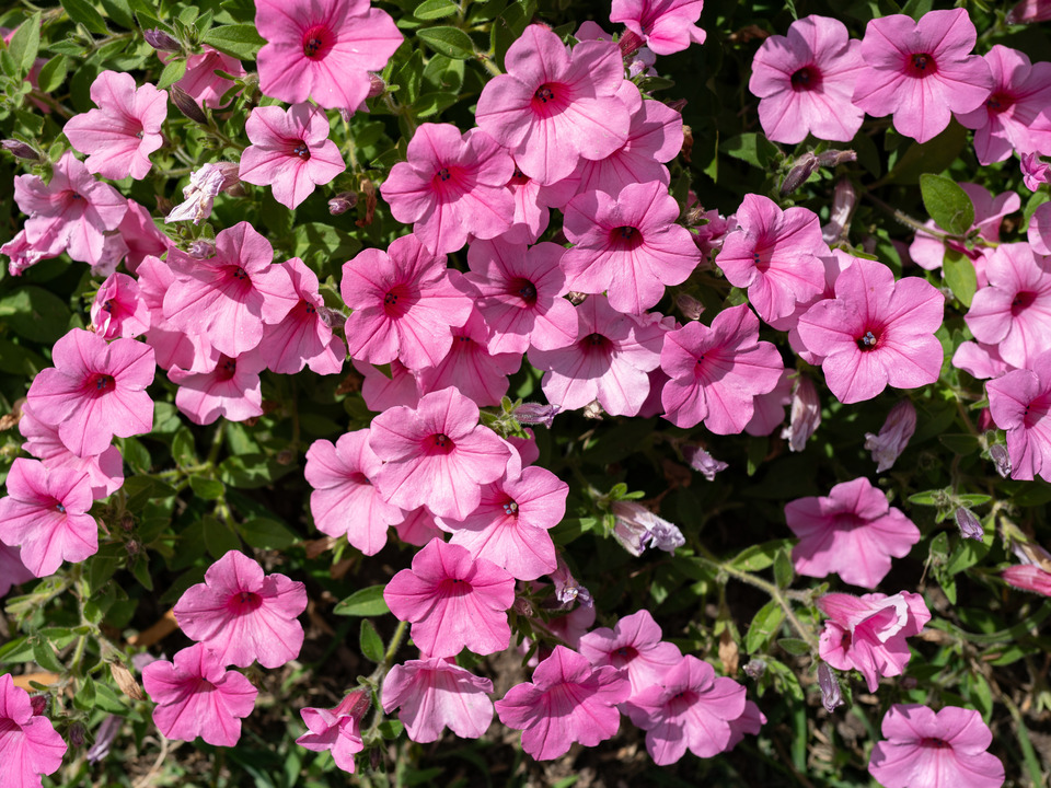 Purple Garden Petunias