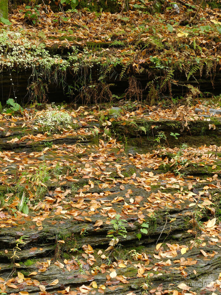 Colorful autumn leaves on a Rocky Ledge