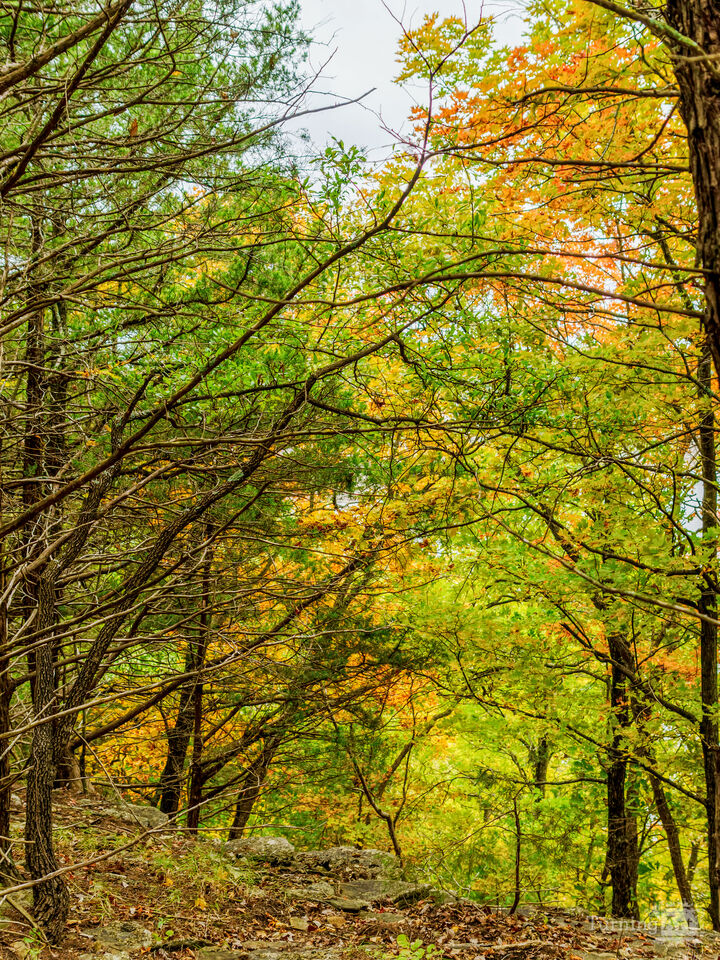 Whispers Of Autumn In The Forest