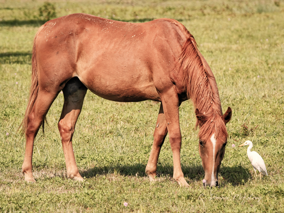 White Bird Brown Horse