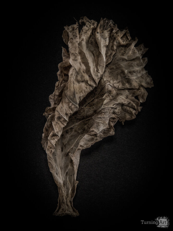 Leaves No 9 Color Version