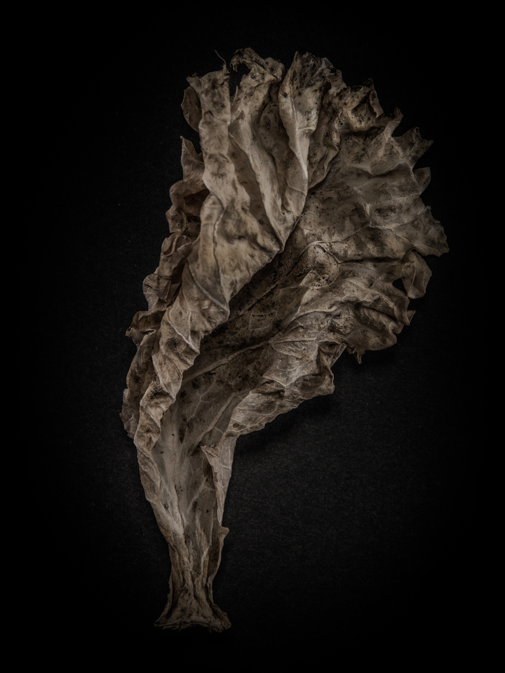 Leaves No 9 Color Version