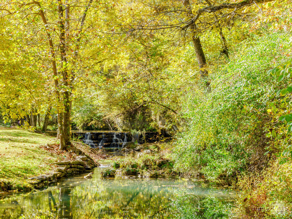 Golden Glow Along Dogwood Creek