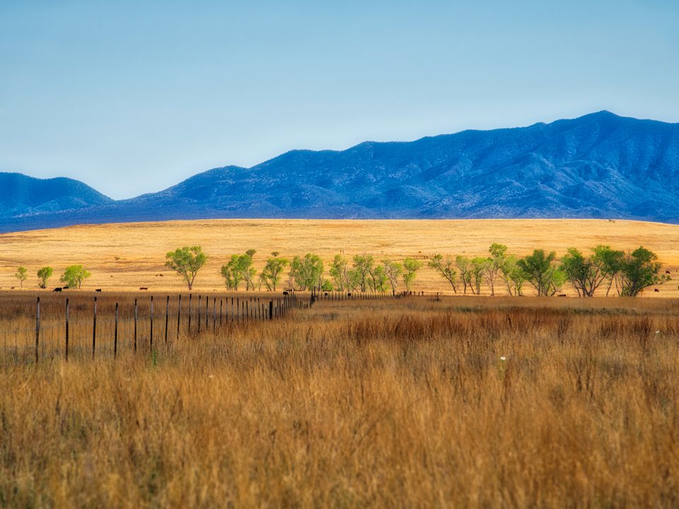 San Rafael Valley, Santa Cruz River Trees