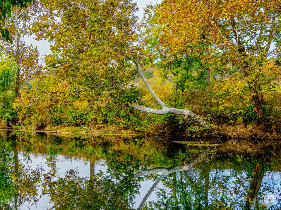 Bennett Spring Leaning River Birch