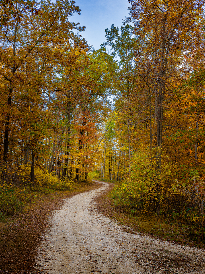 Winding Autumn Forest Path