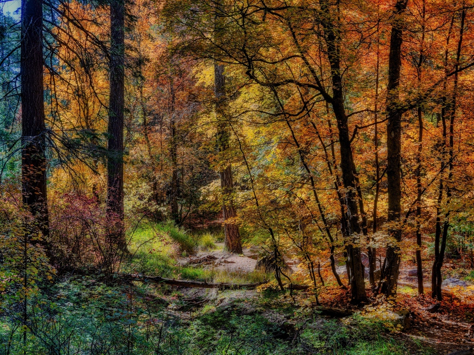 Bear Wallow #1 Oct'25