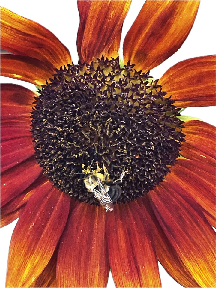 The Persistence Of Nature In Color