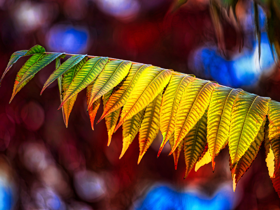 Fall Foliage 3 - Sumac