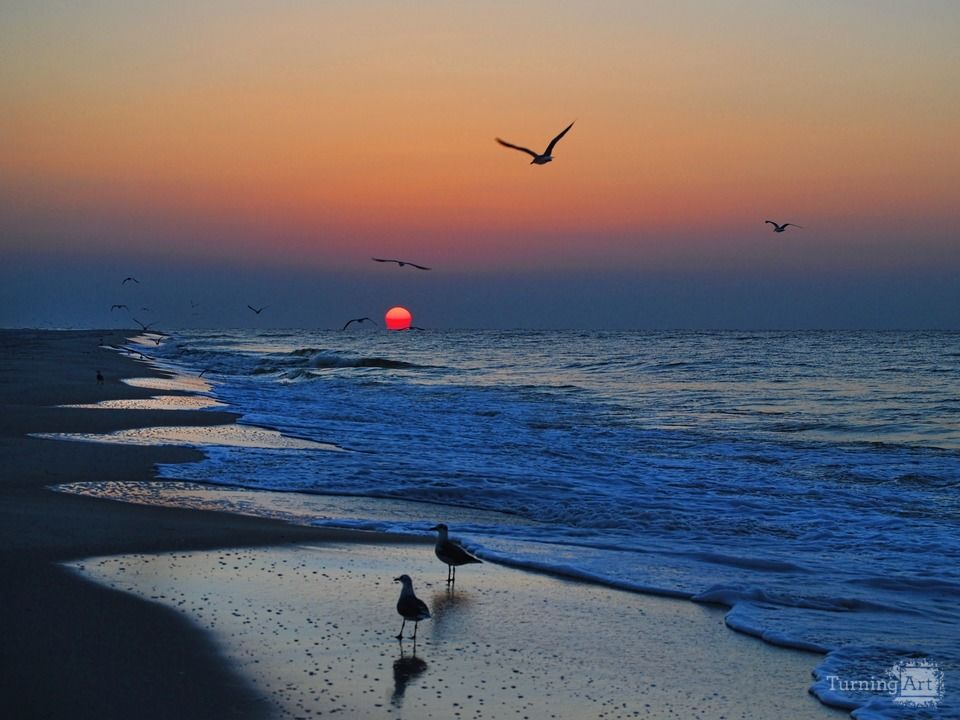 Sunrise with the Gulls